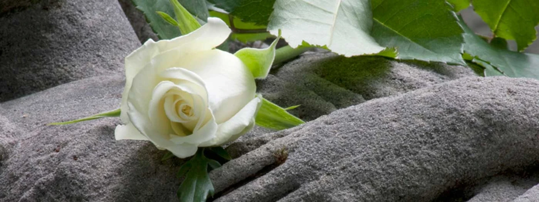 Bannerbild