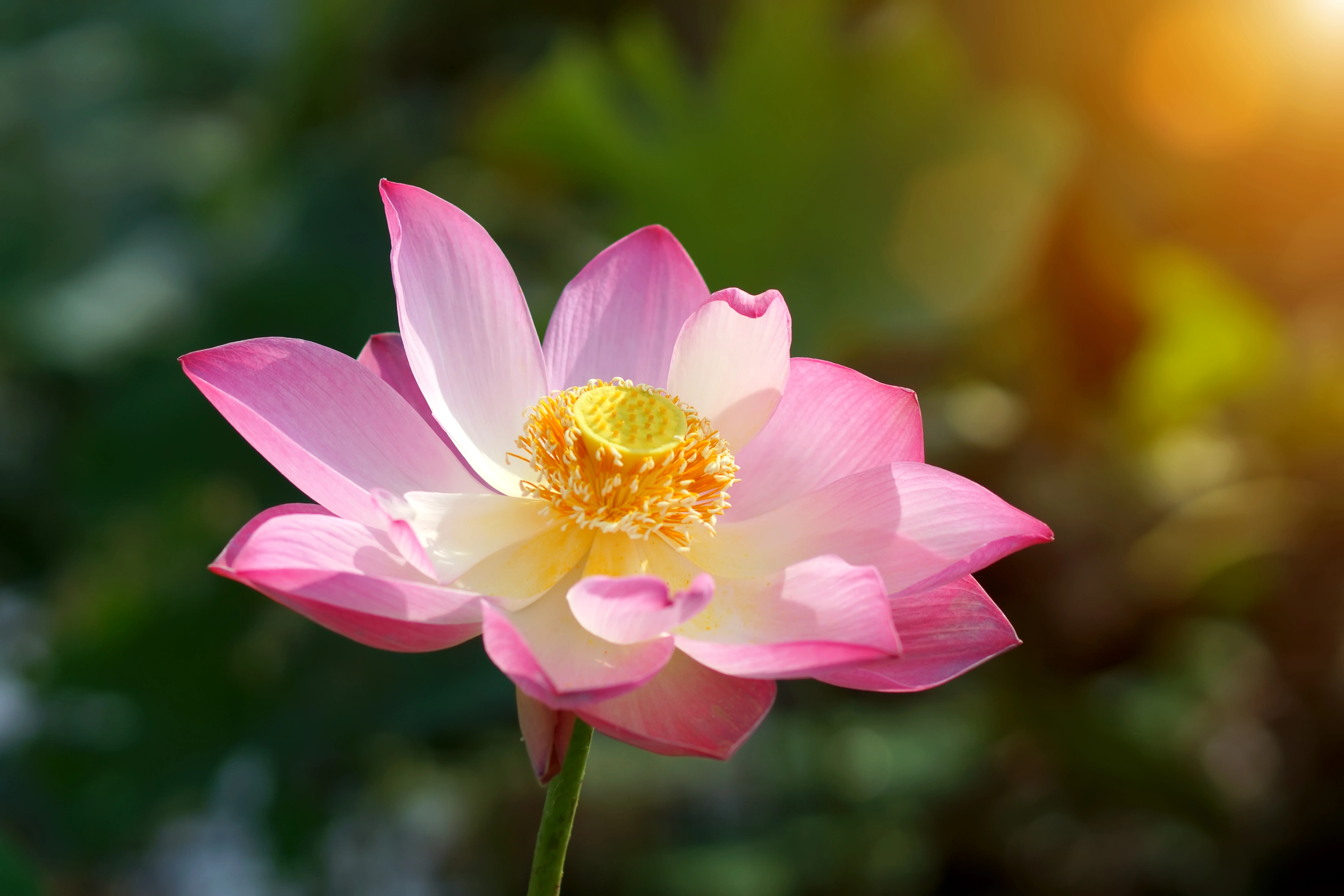 Lotus Beauty Bannerbild