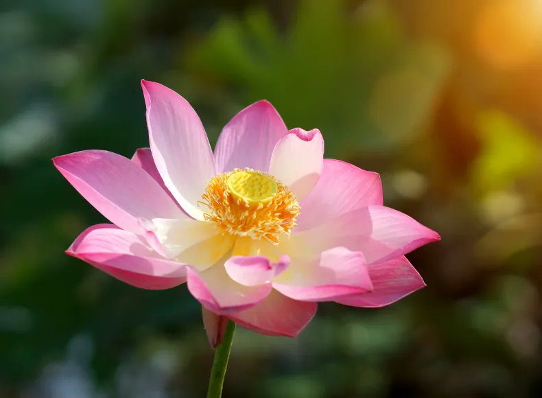 Lotus Beauty Bannerbild